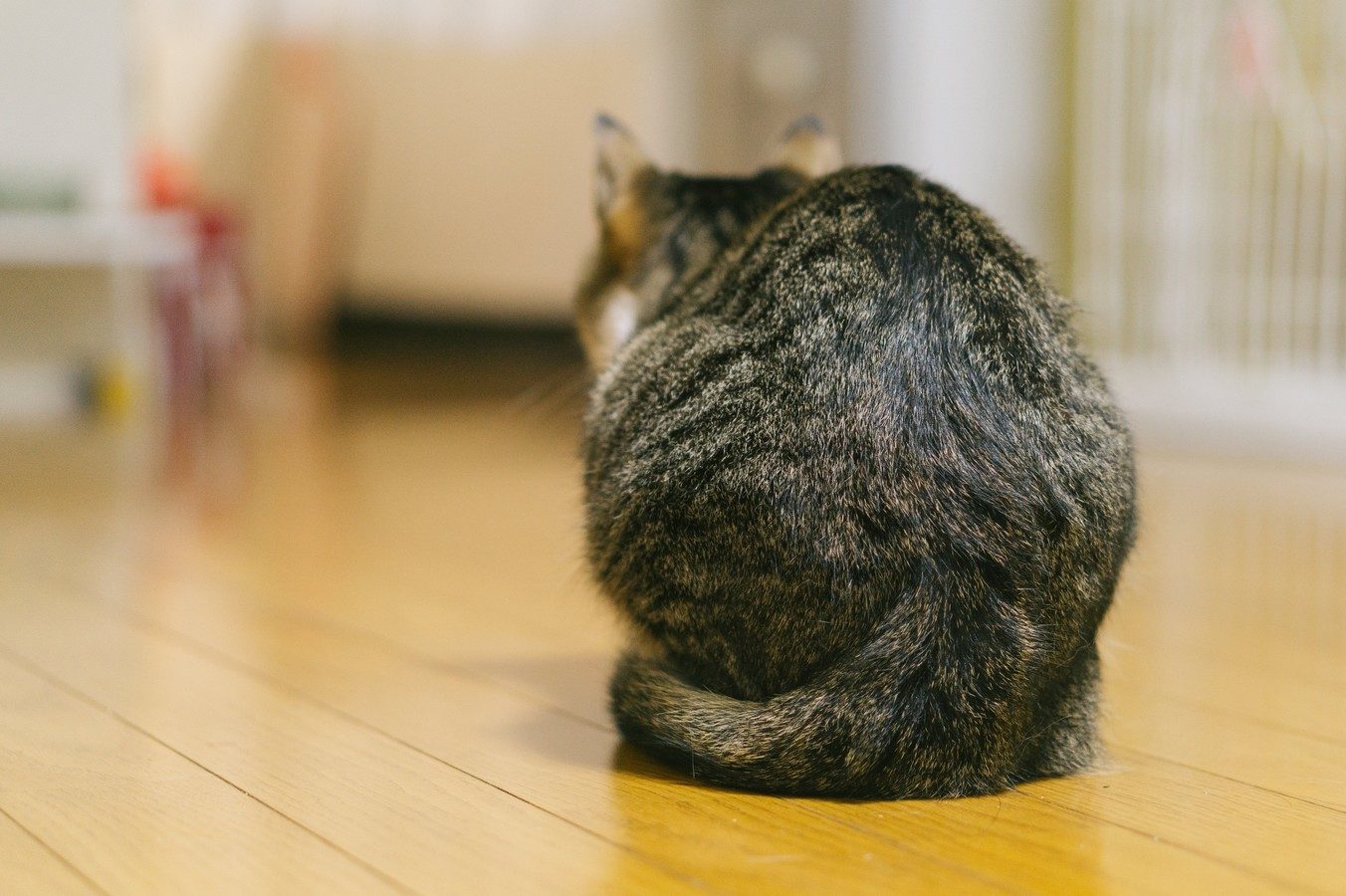 画像をアップロード